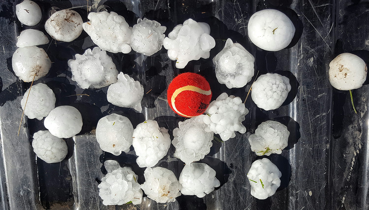 tomkins saskatchewan tennis ball hail