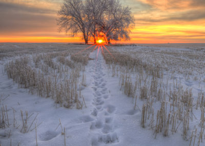 Sunset tree winter saskatchewan ryan wunsch